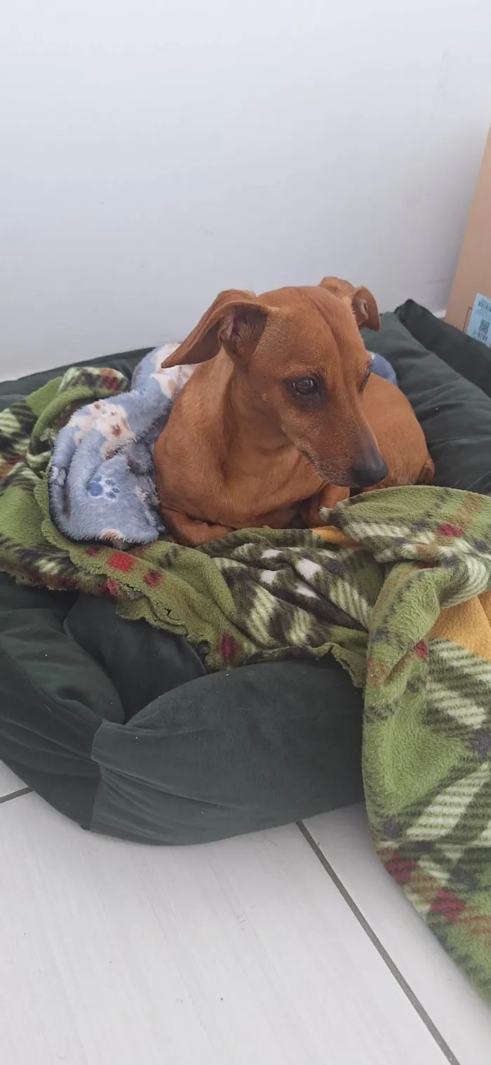 Cachorro ra a SRD-ViraLata idade 1 ano nome pitoco