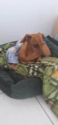 pitoco