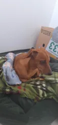 pitoco