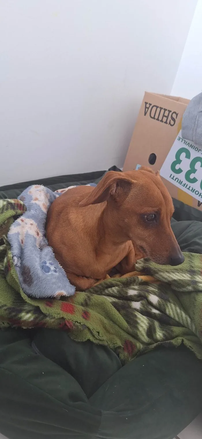 Cachorro ra a SRD-ViraLata idade 1 ano nome pitoco