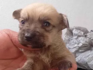 Cachorro raça SRD-ViraLata idade Abaixo de 2 meses nome eles ainda não tem nome