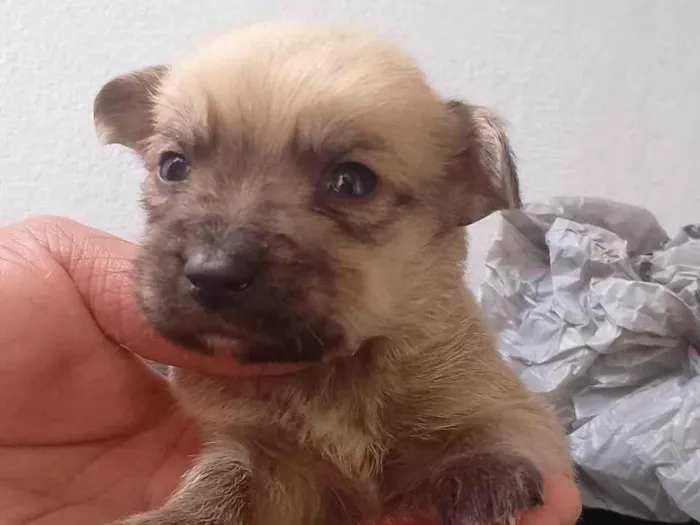 Cachorro ra a SRD-ViraLata idade Abaixo de 2 meses nome eles ainda não tem nome