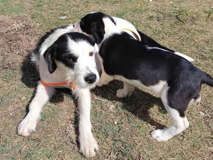 Cachorro ra a SRD-ViraLata idade 1 ano nome Cacau 