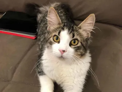 Gato raça SRD-ViraLata idade 7 a 11 meses nome ?? Doação de Gato – Procura um novo lar cheio de amor! ??