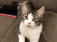 ?? Doação de Gato – Procura um novo lar cheio de amor! ??
