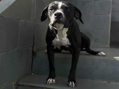 Cachorro raça Pit-Bull idade 2 a 6 meses nome Nancy