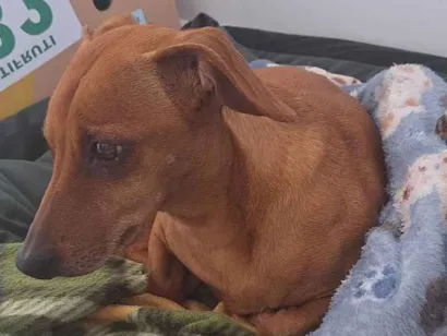 Cachorro raça SRD-ViraLata idade 1 ano nome pitoco