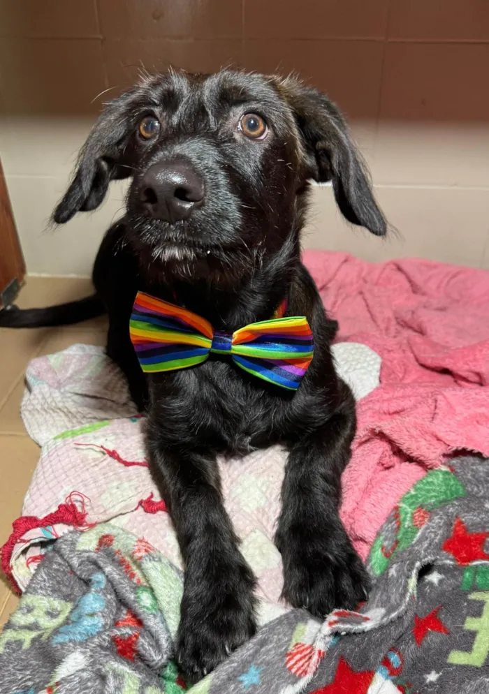 Cachorro ra a SRD-ViraLata idade 2 a 6 meses nome Chokito