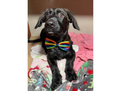 Cachorro raça SRD-ViraLata idade 2 a 6 meses nome Chokito