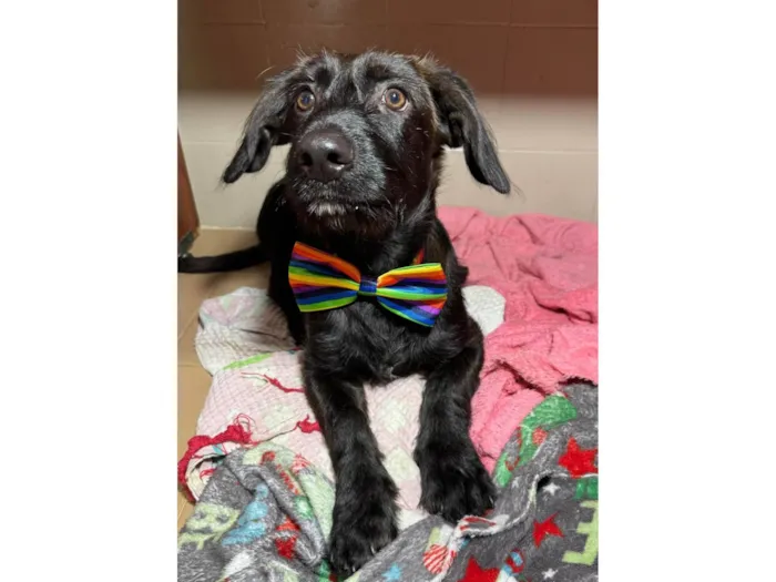 Cachorro ra a SRD-ViraLata idade 2 a 6 meses nome Chokito