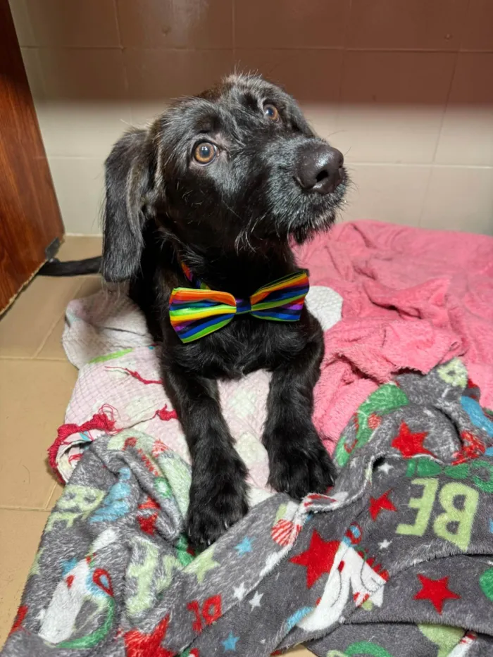 Cachorro ra a SRD-ViraLata idade 2 a 6 meses nome Chokito