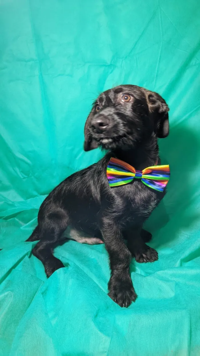 Cachorro ra a SRD-ViraLata idade 2 a 6 meses nome Chokito