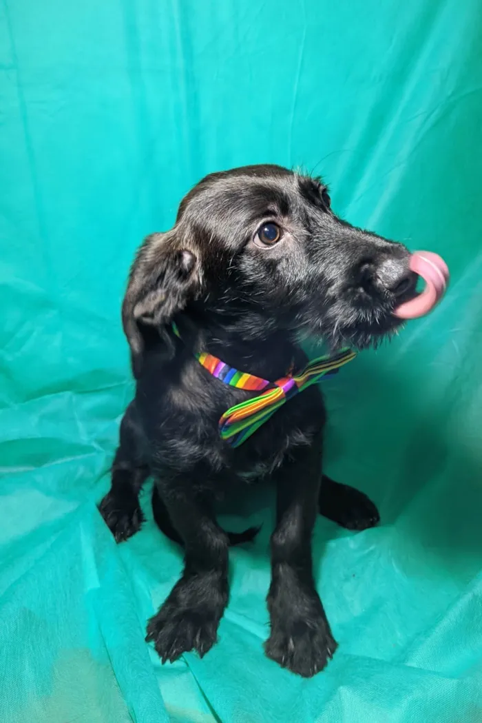 Cachorro ra a SRD-ViraLata idade 2 a 6 meses nome Chokito
