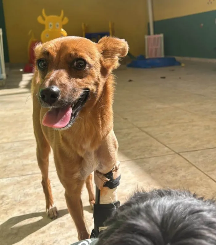 Cachorro ra a SRD-ViraLata idade 7 a 11 meses nome Loli