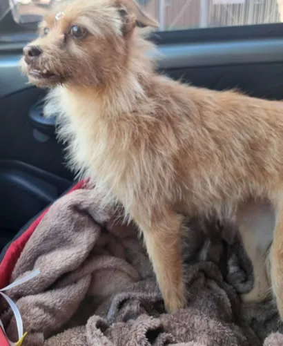 Cachorro raça SRD-ViraLata idade 7 a 11 meses nome Lili