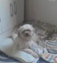 Pingooo
