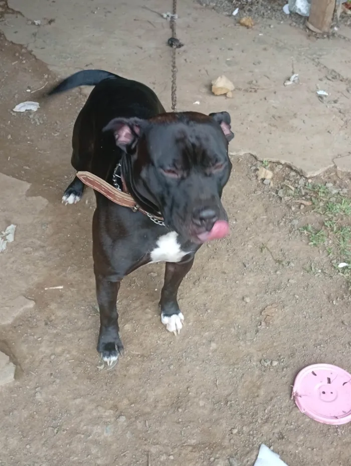 Cachorro ra a Pit-Bull idade 1 ano nome Revoada 