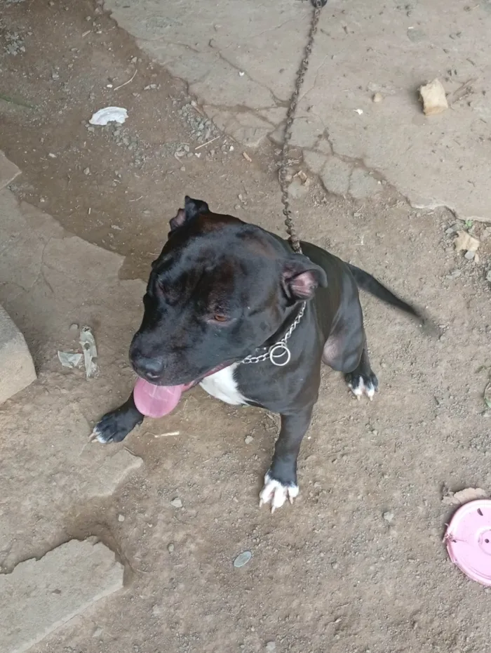 Cachorro ra a Pit-Bull idade 1 ano nome Revoada 