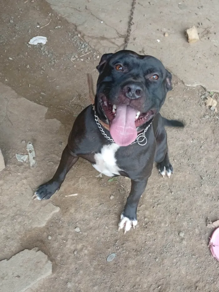 Cachorro ra a Pit-Bull idade 1 ano nome Revoada 