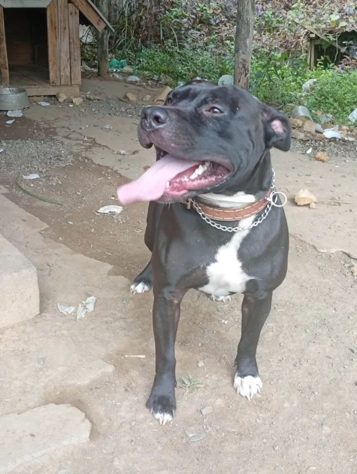 Cachorro ra a Pit-Bull idade 1 ano nome Revoada 