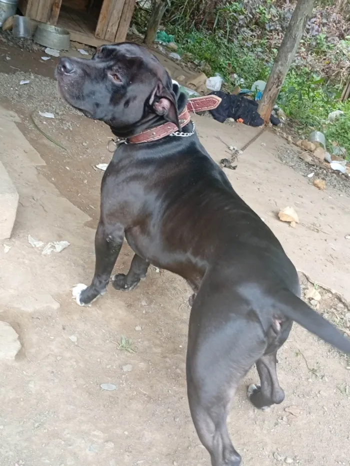 Cachorro ra a Pit-Bull idade 1 ano nome Revoada 