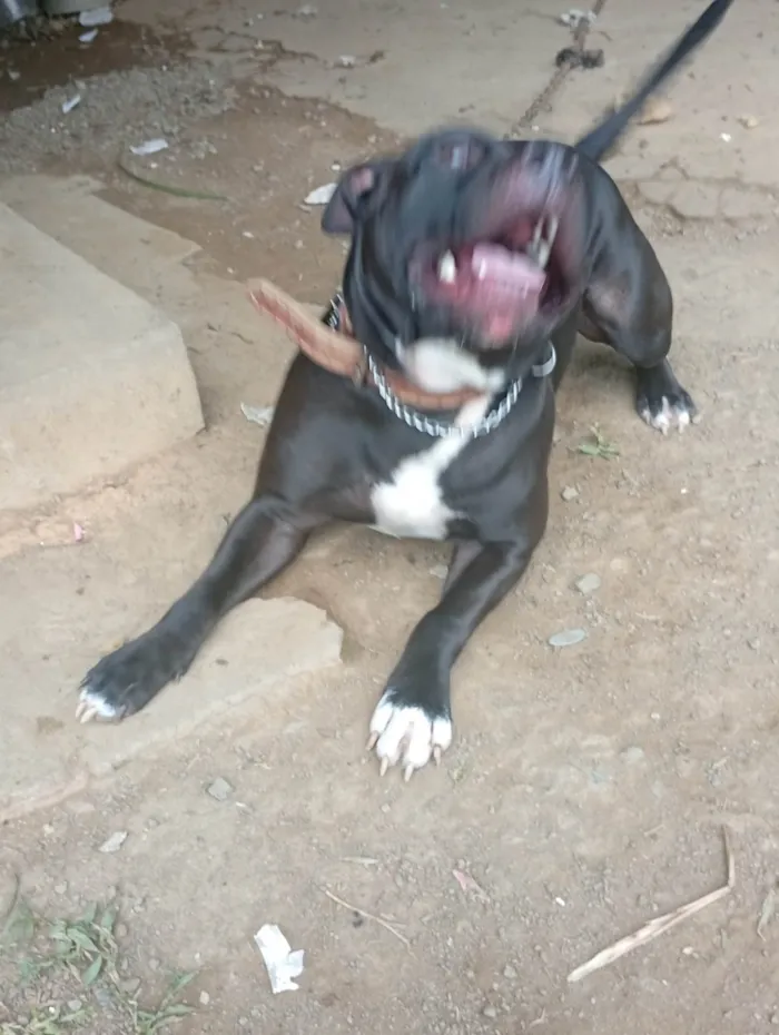 Cachorro ra a Pit-Bull idade 1 ano nome Revoada 