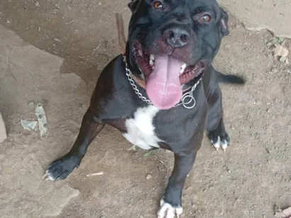 Cachorro raça Pit-Bull idade 1 ano nome Revoada 