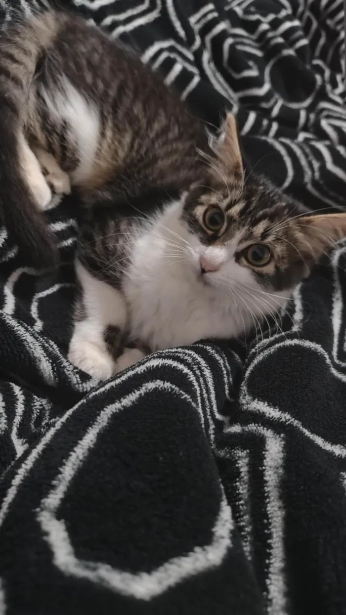 Gato ra a SRD-ViraLata idade 2 a 6 meses nome Charlie 