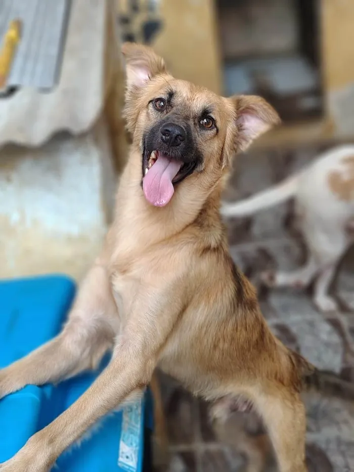 Cachorro ra a SRD-ViraLata idade 1 ano nome BENTO