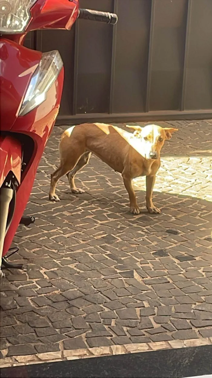 Cachorro ra a SRD-ViraLata idade 1 ano nome mel