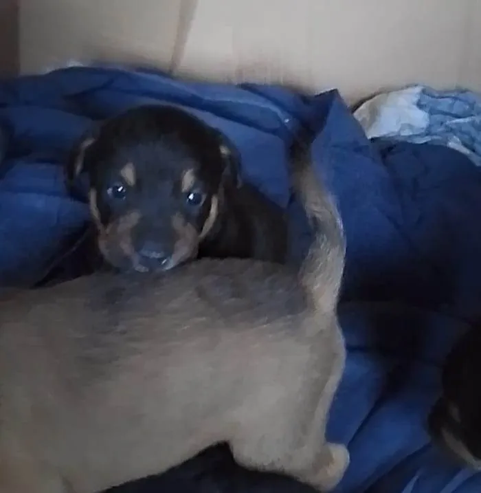 Cachorro ra a SRD-ViraLata idade 2 anos nome sem nome