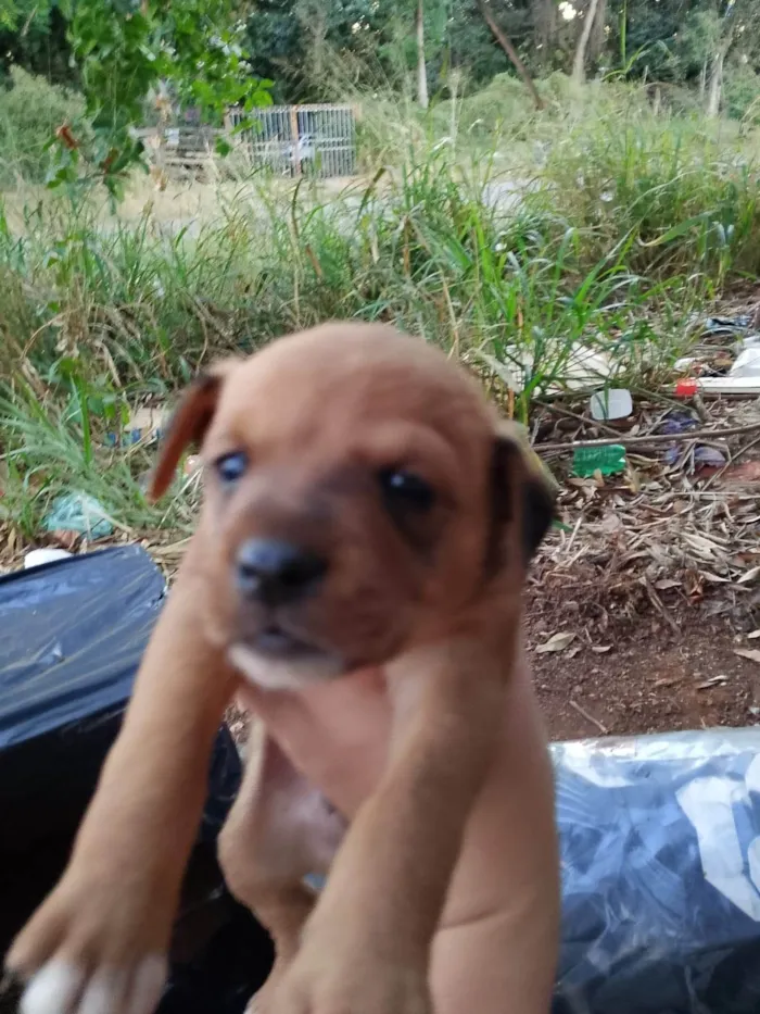 Cachorro ra a SRD-ViraLata idade 2 anos nome sem nome