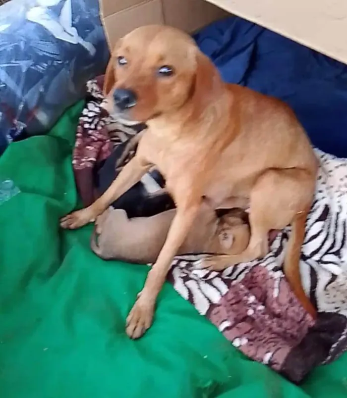 Cachorro ra a SRD-ViraLata idade 2 anos nome sem nome