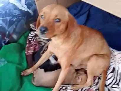 Cachorro raça SRD-ViraLata idade 2 anos nome sem nome