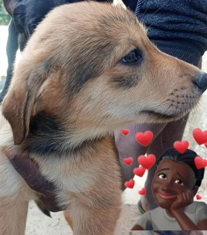 Cachorro ra a SRD-ViraLata idade 2 a 6 meses nome Sem nome 