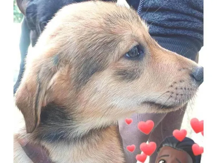 Cachorro ra a SRD-ViraLata idade 2 a 6 meses nome Sem nome 