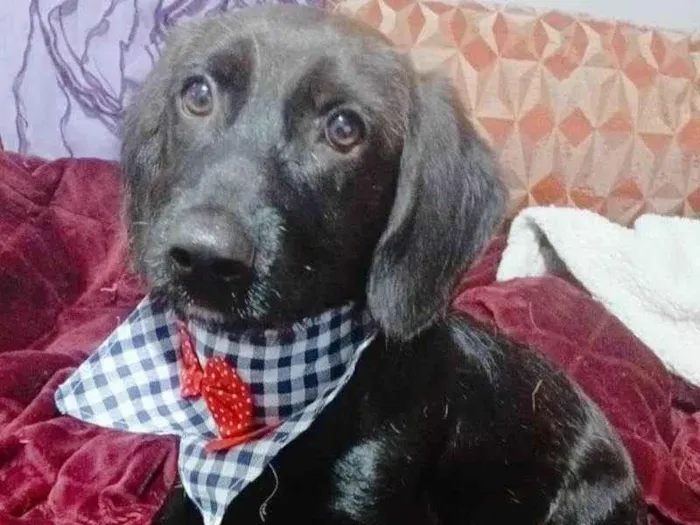 Cachorro ra a SRD-ViraLata idade 2 a 6 meses nome Chokito