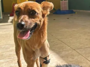 Cachorro raça SRD-ViraLata idade 7 a 11 meses nome Loli