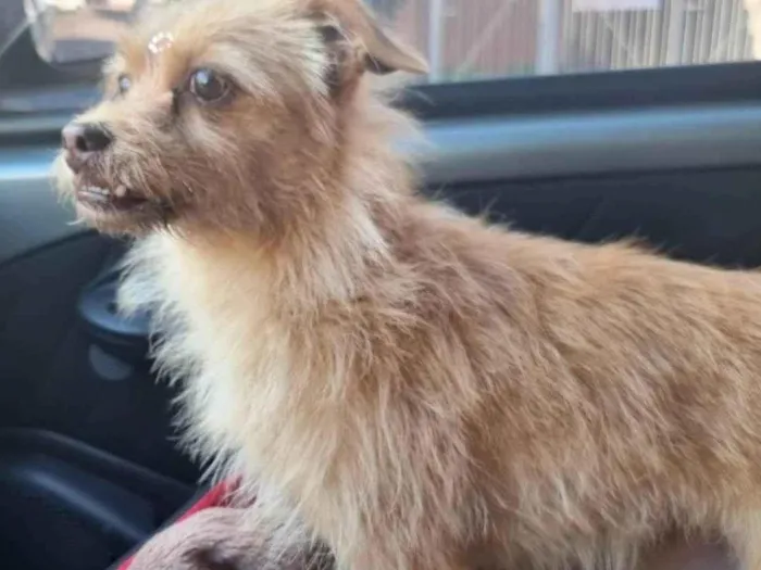 Cachorro ra a SRD-ViraLata idade 7 a 11 meses nome Lili