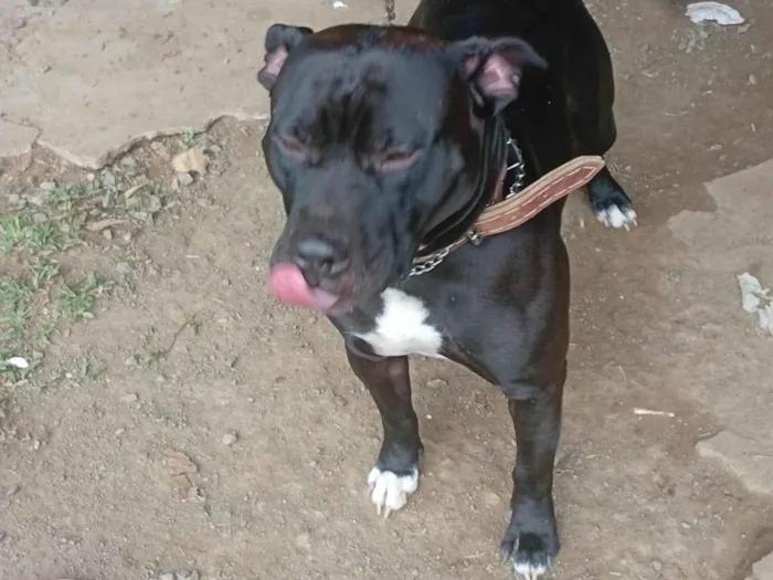 Cachorro ra a Pit-Bull idade 1 ano nome Revoada 