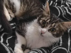 Gato raça SRD-ViraLata idade 2 a 6 meses nome Charlie 