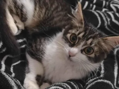 Gato raça SRD-ViraLata idade 2 a 6 meses nome Charlie 