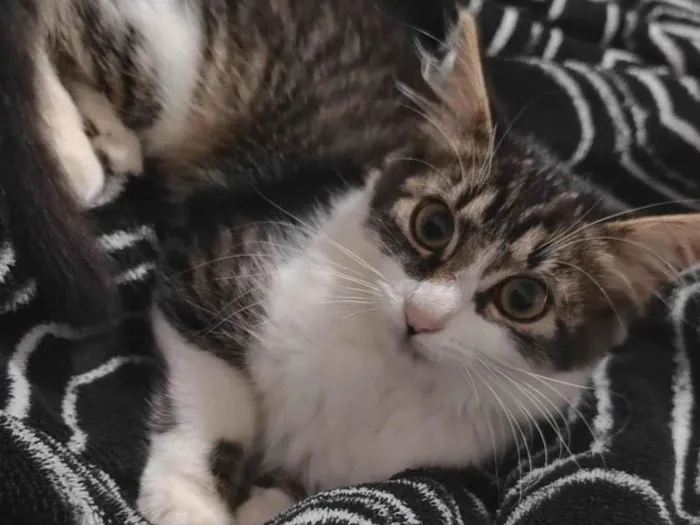 Gato ra a SRD-ViraLata idade 2 a 6 meses nome Charlie 