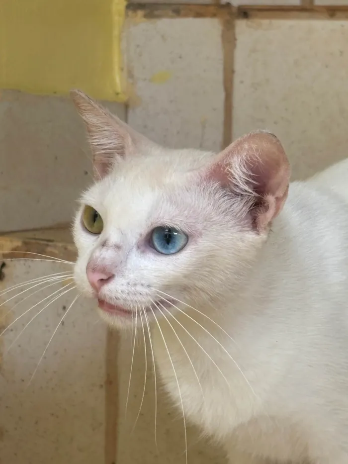 Gato ra a Siamês idade 7 a 11 meses nome Não sei