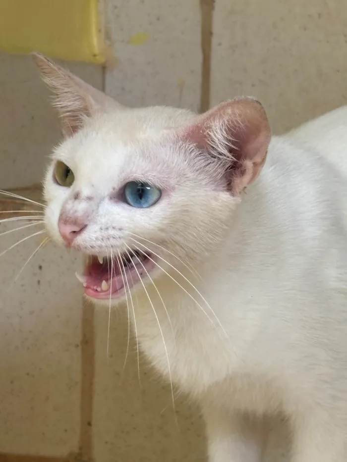 Gato ra a Siamês idade 7 a 11 meses nome Não sei