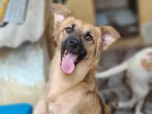 Cachorro raça SRD-ViraLata idade 1 ano nome BENTO