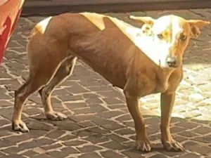 Cachorro raça SRD-ViraLata idade 1 ano nome mel