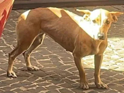 Cachorro raça SRD-ViraLata idade 1 ano nome mel