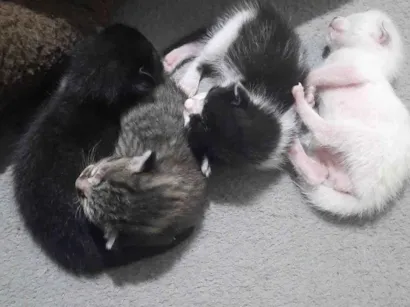 Gato raça SRD-ViraLata idade 2 a 6 meses nome Não ten nome
