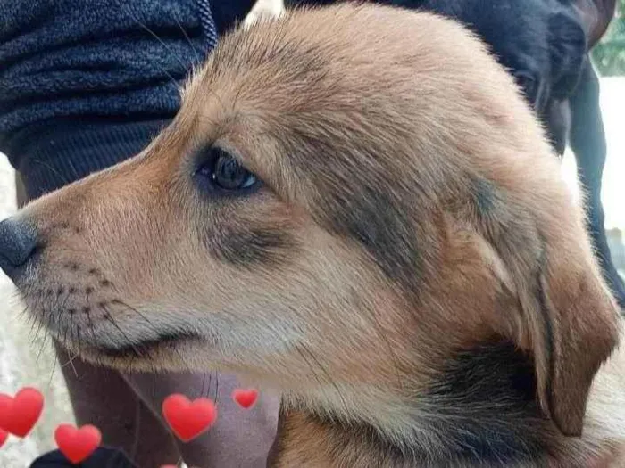 Cachorro ra a SRD-ViraLata idade 2 a 6 meses nome Sem nome 
